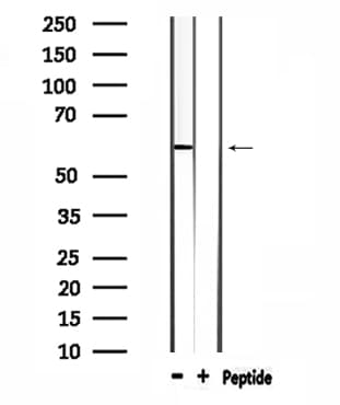 WASF3 Antibody
