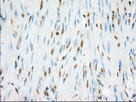 NME4 Antibody (clone OTI2B10, Carrier-free)