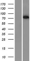 CTCFL / BORIS Protein (Over-Expression Lysate Myc-DDK (Flag))