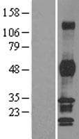 PHF7 Protein (Over-Expression Lysate Myc-DDK (Flag))