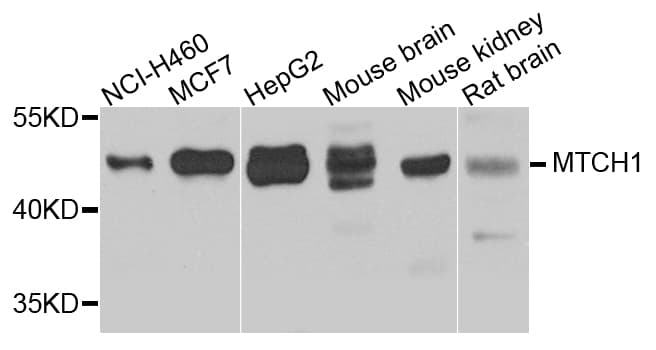 MTCH1 Antibody