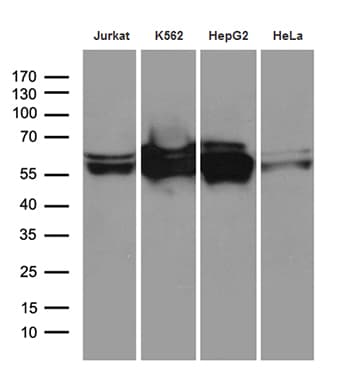 STAU1 / Staufen Antibody (clone OTI6C11)