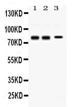 SYN1 / Synapsin 1 Antibody
