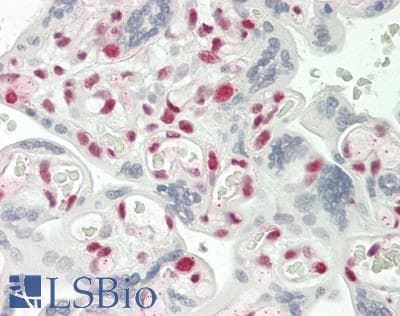IHC-plus™ PTBP1 Antibody