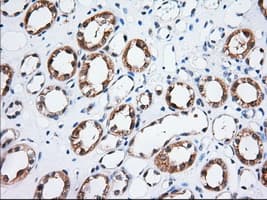 TTC32 Antibody (clone OTI4B5)