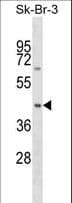 SNX7 Antibody (aa188-215)