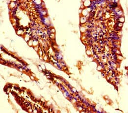 MED31 Antibody