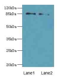 Polyclonal Rabbit anti-Human HOOK1 Antibody (IHC, WB)