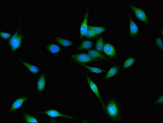 Polyclonal Rabbit anti-Human GAREM / FAM59A Antibody