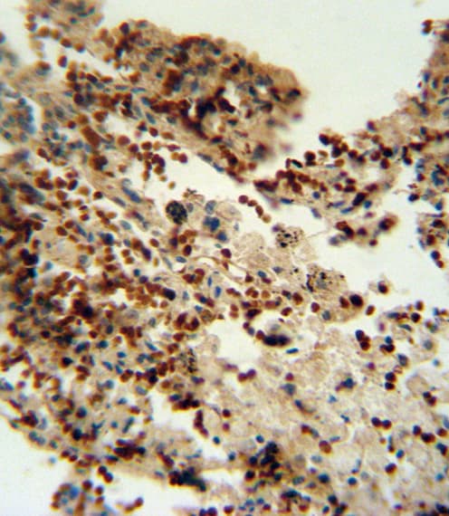 IDO1 / IDO Antibody (aa79-105)