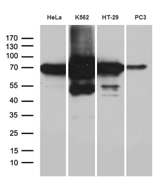 Monoclonal Mouse anti-Human IMP-3 / IGF2BP3 Antibody (clone OTI6A3, Carrier-free, IHC, WB)