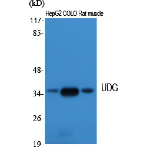 UNG / Uracil DNA Glycosylase Antibody (160-240 aa, Internal)