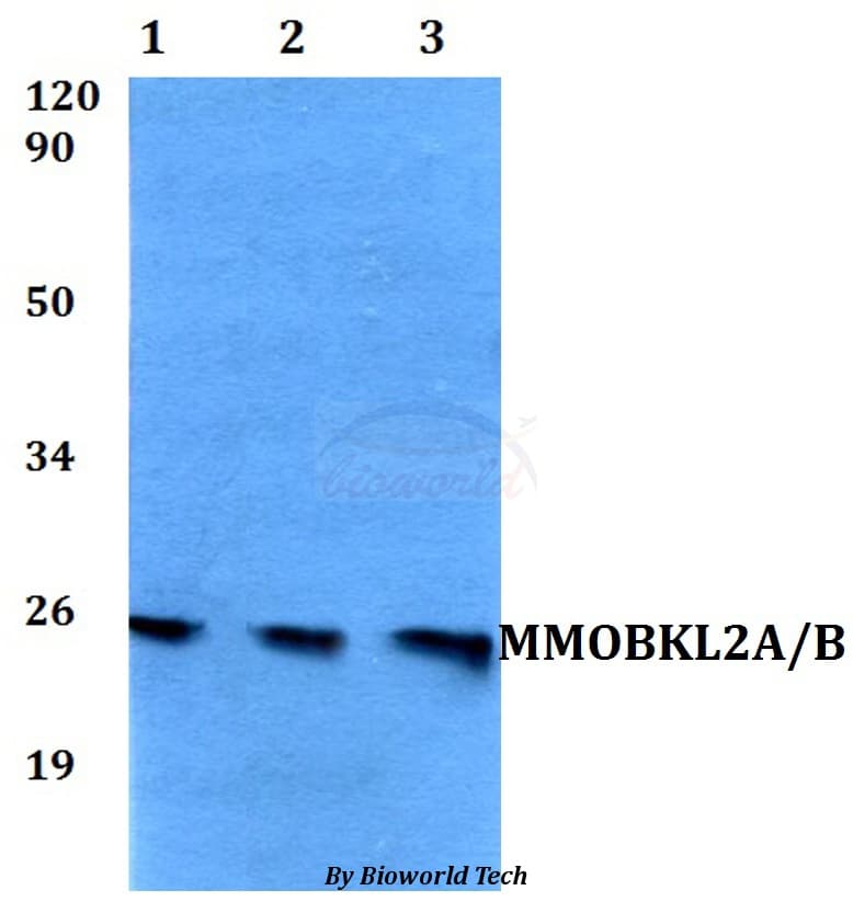 MOB3A / MOBKL2A Antibody