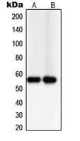 TXNRD2 Antibody (C-Terminus)
