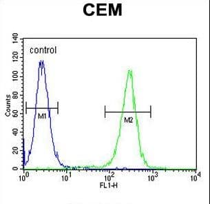 Polyclonal Rabbit anti-Human MSI1 / Musashi 1 Antibody (aa67-93, IHC, WB)