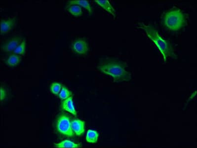 COX11 Antibody