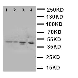 CXCR1 Antibody (aa24-38)