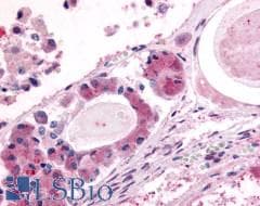 PathPlus™ AVPR1B Antibody (C-Terminus)