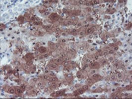 LHX1 Antibody (clone OTI3A9)