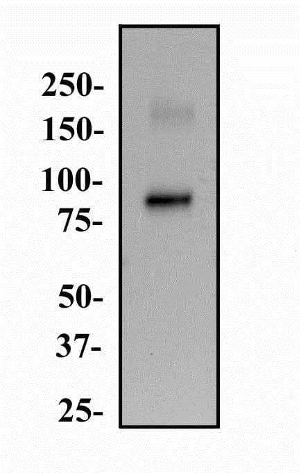 CD105 Antibody (clone 3A9)