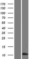 SFTA3 Protein (Over-Expression Lysate Myc-DDK (Flag))