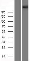 PCDH15 Protein (Over-Expression Lysate Myc-DDK (Flag))
