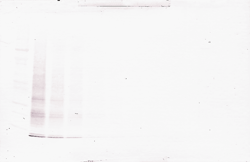 IL15 Antibody