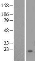 FAM167B Protein (Over-Expression Lysate Myc-DDK (Flag))