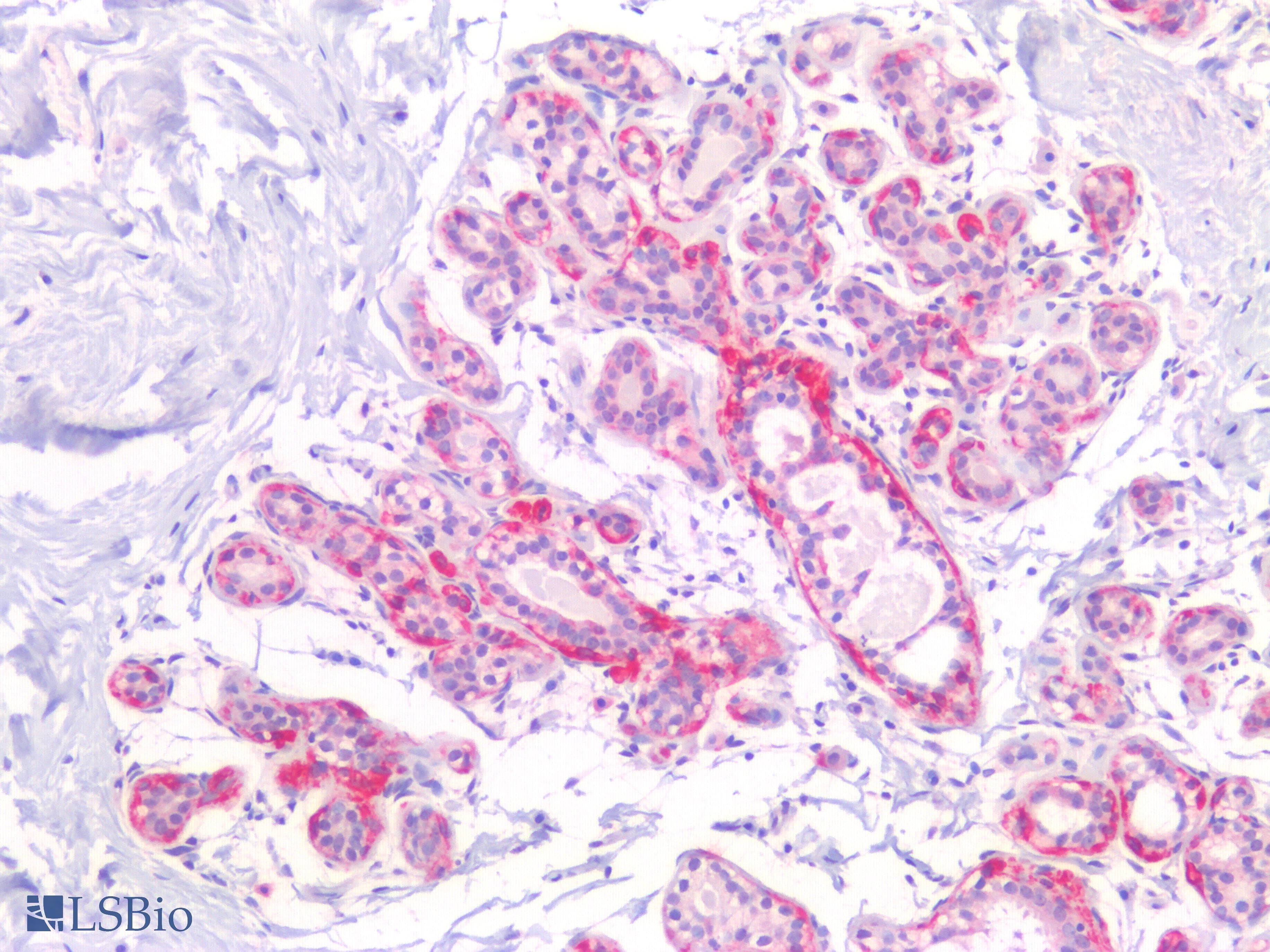 IHC-plus™ KRT17 / CK17 / Cytokeratin 17 Antibody (C-Terminus)