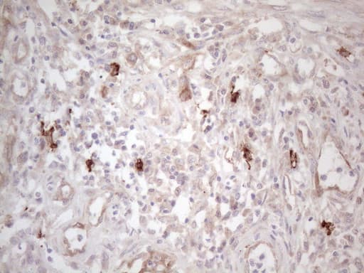 c-Kit / CD117 Antibody (aa27-308, clone OTI1B6)