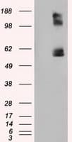 Monoclonal Mouse anti-Human LIPG / Endothelial Lipase Antibody (clone OTI3C4, Carrier-free, IHC, IF, WB)
