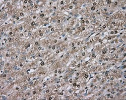 Basigin / Emmprin / CD147 Antibody (clone OTI3E5)