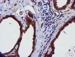 EPN2 Antibody (clone OTI1F1)