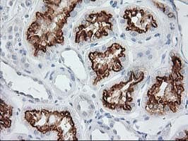 AP50 / AP2M1 Antibody (clone OTI 2F11)
