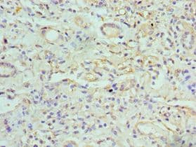 GJC1 / CX45 / Connexin 45 Antibody (aa247-396)