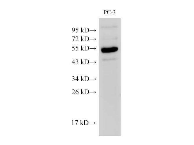 CHGA / Chromogranin A Antibody