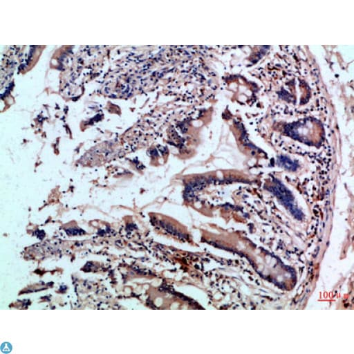 ICAM4 / CD242 Antibody