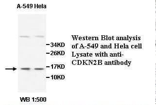 CDKN2B / p15 INK4b Antibody