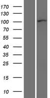 CTNND1 / p120 Catenin Protein (Over-Expression Lysate Myc-DDK (Flag))