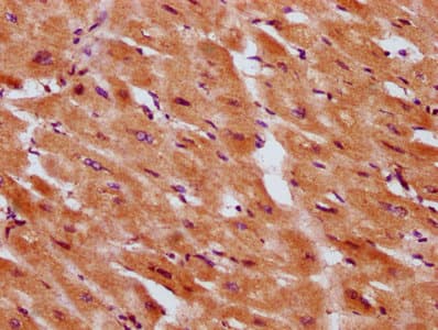 SERF1A / SERF1 Antibody