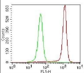 FOXO1 / FKHR Antibody
