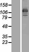 OSBP2 Protein (Over-Expression Lysate Myc-DDK (Flag))