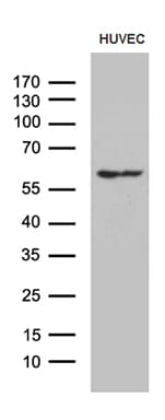GPR151 Antibody (clone OTI1D8)