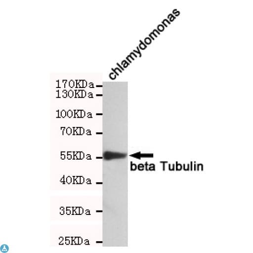 TUBB / Beta Tubulin Antibody