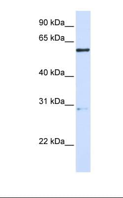 Polyclonal Rabbit anti-Human MANEA / ENDO Antibody (aa218-267, WB)