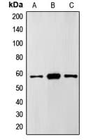 FTO Antibody (N-Terminus)