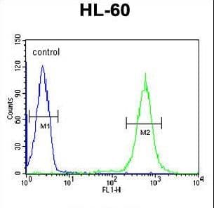 Polyclonal Rabbit anti-Human PDXDC1 Antibody (aa759-788, IHC, WB)