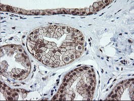 OTUB1 / OTU1 Antibody (clone OTI2H1, Carrier-free)