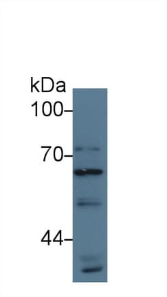 ATG16L1 / ATG16L Antibody (aa1-284, Biotin)