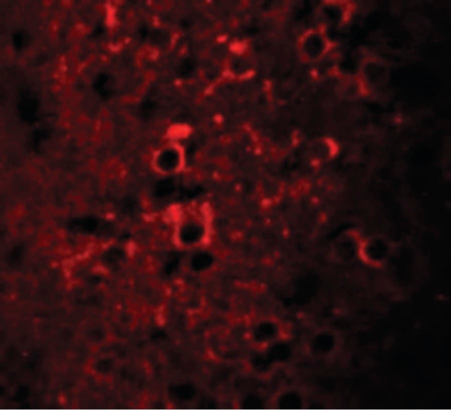 Polyclonal Chicken anti-Human CCDC55 Antibody (IF, WB)